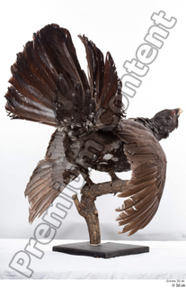 Western capercaillie whole body 0009.jpg